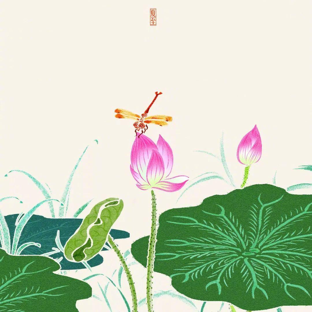 莲花动态，绽放之美与深邃象征