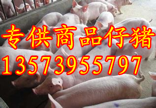 小猪价格行情，成长之路，自信闪耀的猪价探索