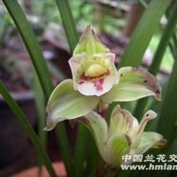 花娇新品，绽放自信，开启无限可能之旅