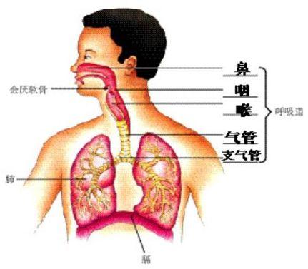 生物考点精讲步骤指南及重点解析